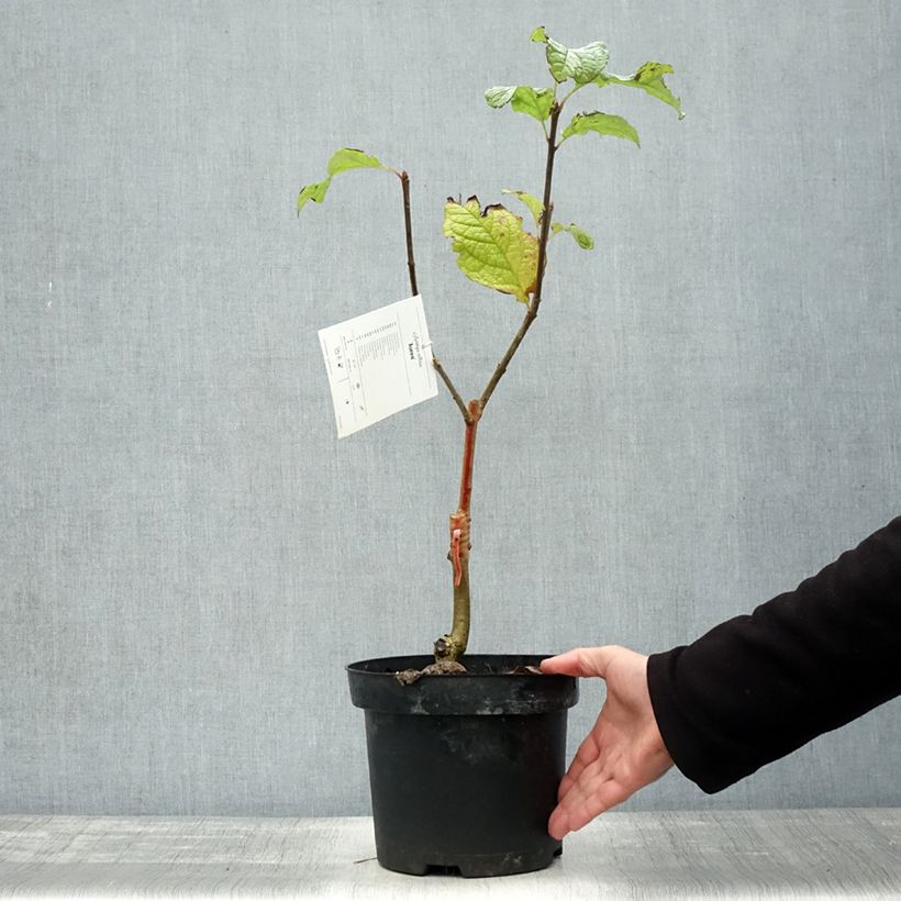 Spécimen de Lilas - Syringa villosa Aurea Pot de 4L/5L tel que livré en automne