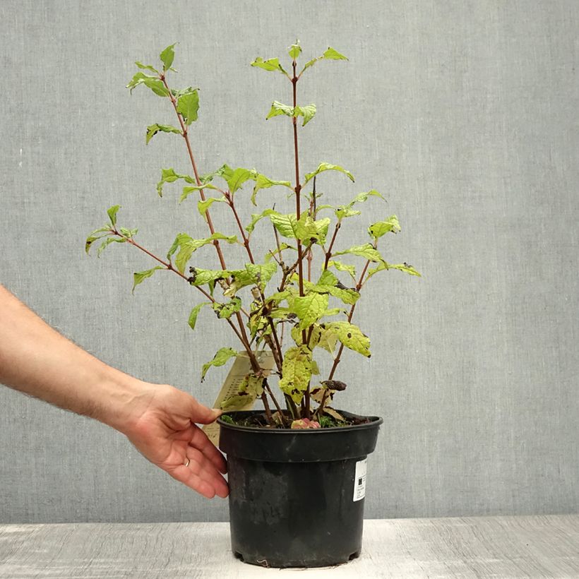 Spécimen de Lilas - Syringa villosa Aurea Pot de 4L/5L tel que livré en été