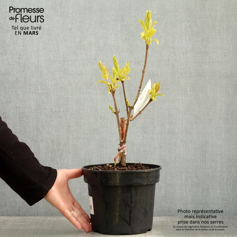 Spécimen de Lilas - Syringa villosa Aurea Pot de 4L/5L tel que livré au printemps