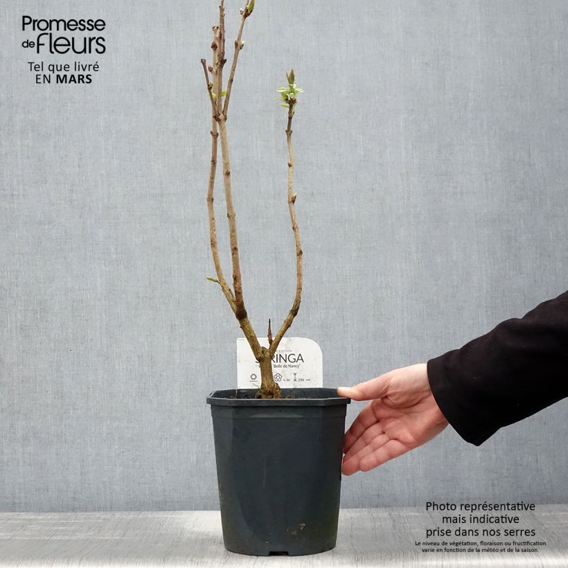 Spécimen de Lilas - Syringa vulgaris Belle de Nancy en pot de 4/5L tel que livré au printemps