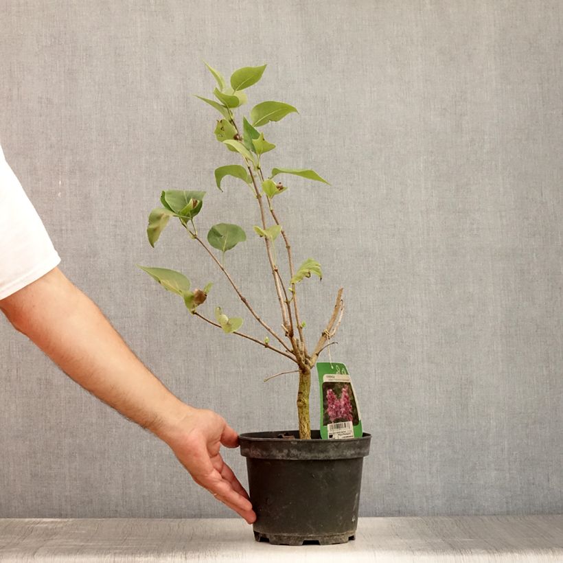 Spécimen de Lilas - Syringa vulgaris Katherine Havemeyer  Pot de 3L/4L tel que livré en été