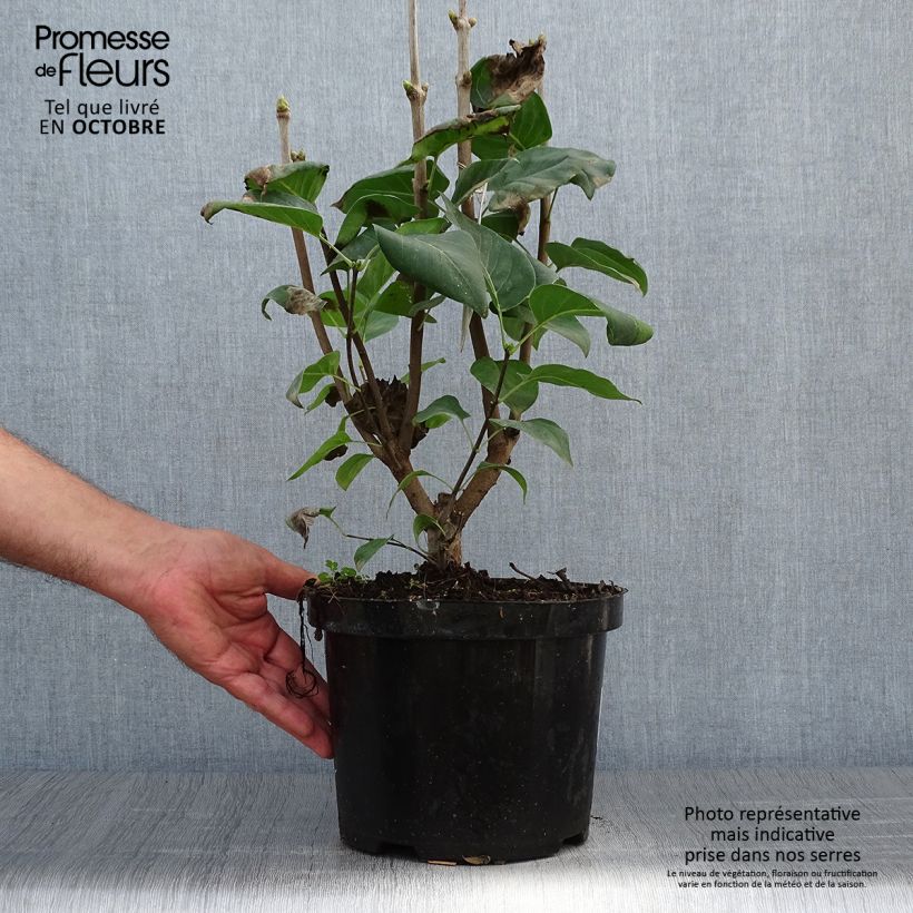 Spécimen de Lilas - Syringa vulgaris Michel Buchner Pot de 4L/5L tel que livré en automne