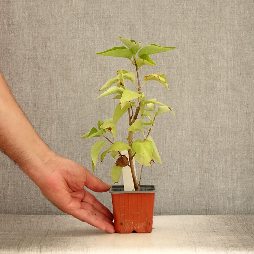Spécimen de Lilas - Syringa vulgaris Nadezhda Godet de 8/9 cm tel que livré en été