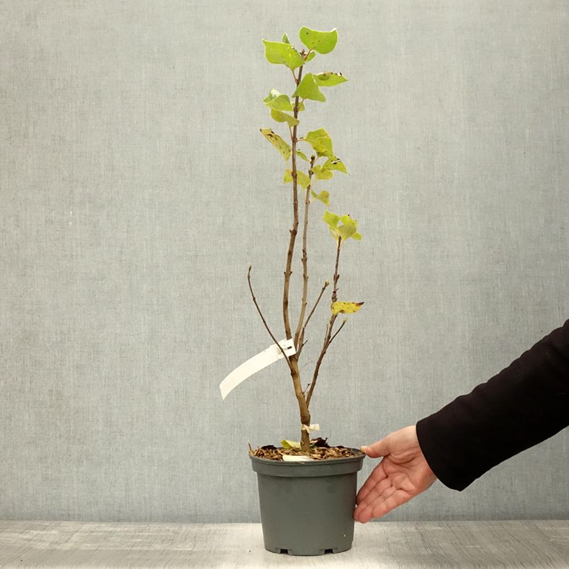 Spécimen de Lilas - Syringa vulgaris Président Grevy Pot de 4L/5L, 3/4 branches tel que livré en automne