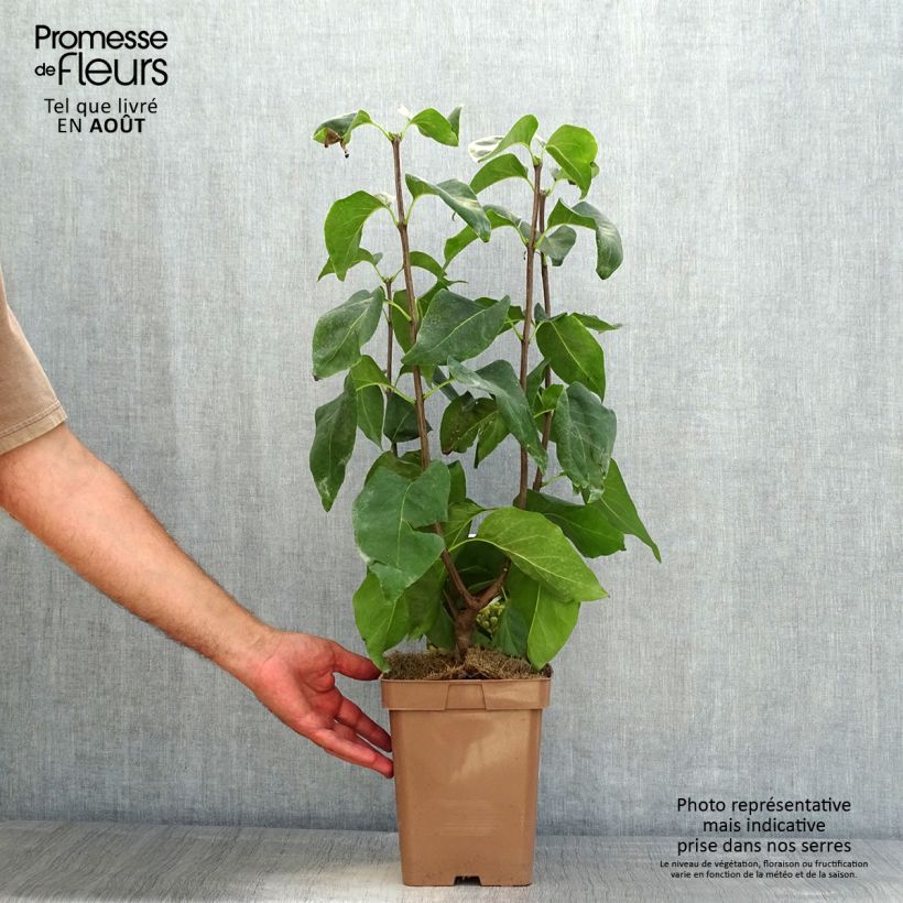 Spécimen de Lilas - Syringa vulgaris Primrose Pot de 4L/5L tel que livré en été