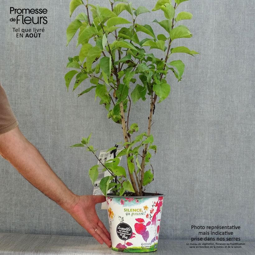 Spécimen de Lilas - Syringa vulgaris Princesse Sturdza Pot de 4L/5L tel que livré en été