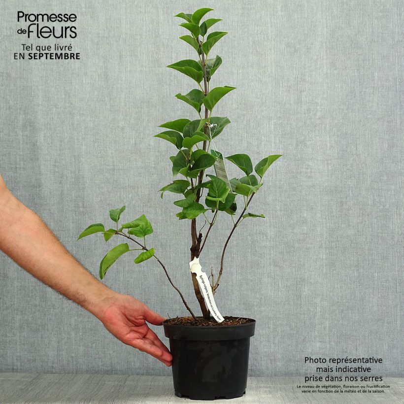 Spécimen de Lilas - Syringa vulgaris Souvenir de Louis Spaeth Pot de 2L/3L, 3/4 branches tel que livré en été