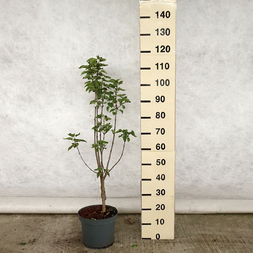 Spécimen de Lilas - Syringa vulgaris Souvenir de Louis Spaeth Pot de 7,5L/10L tel que livré en été