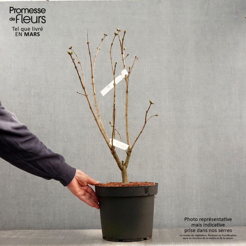 Spécimen de Lilas - Syringa vulgaris Souvenir de Louis Spaeth en pot de 7,5L/10L tel que livré au printemps