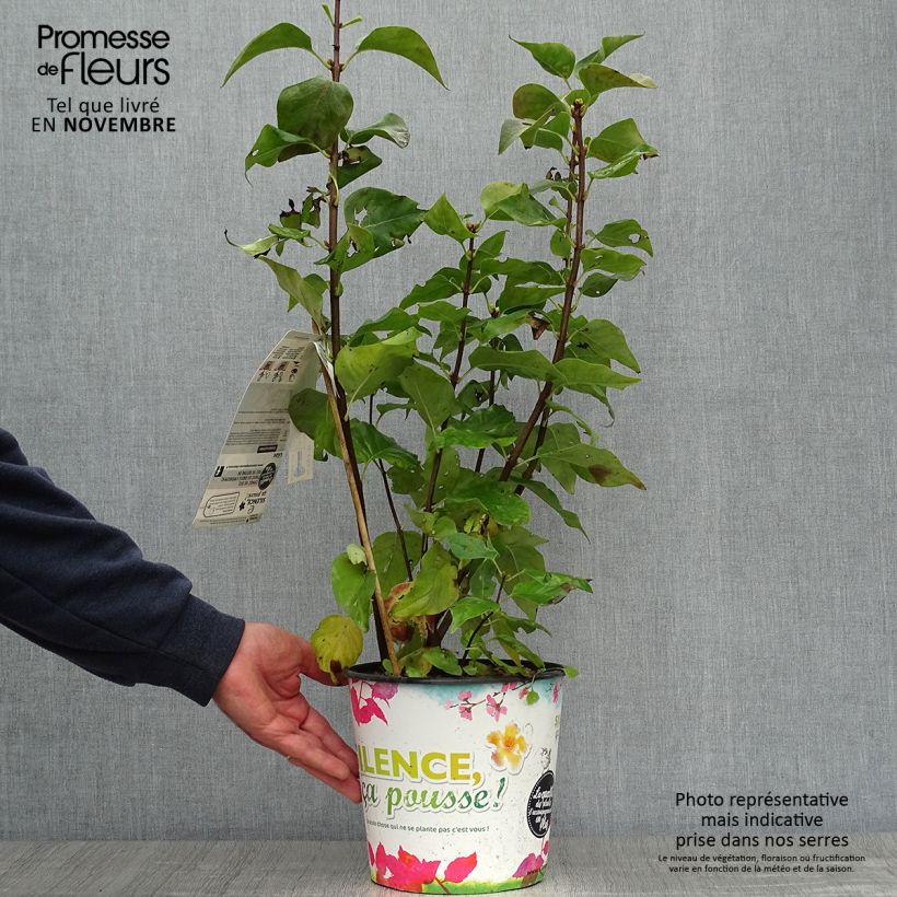 Spécimen de Lilas - Syringa vulgaris Zhemchuzhina Pot de 4L/5L, 3/4 branches tel que livré en automne