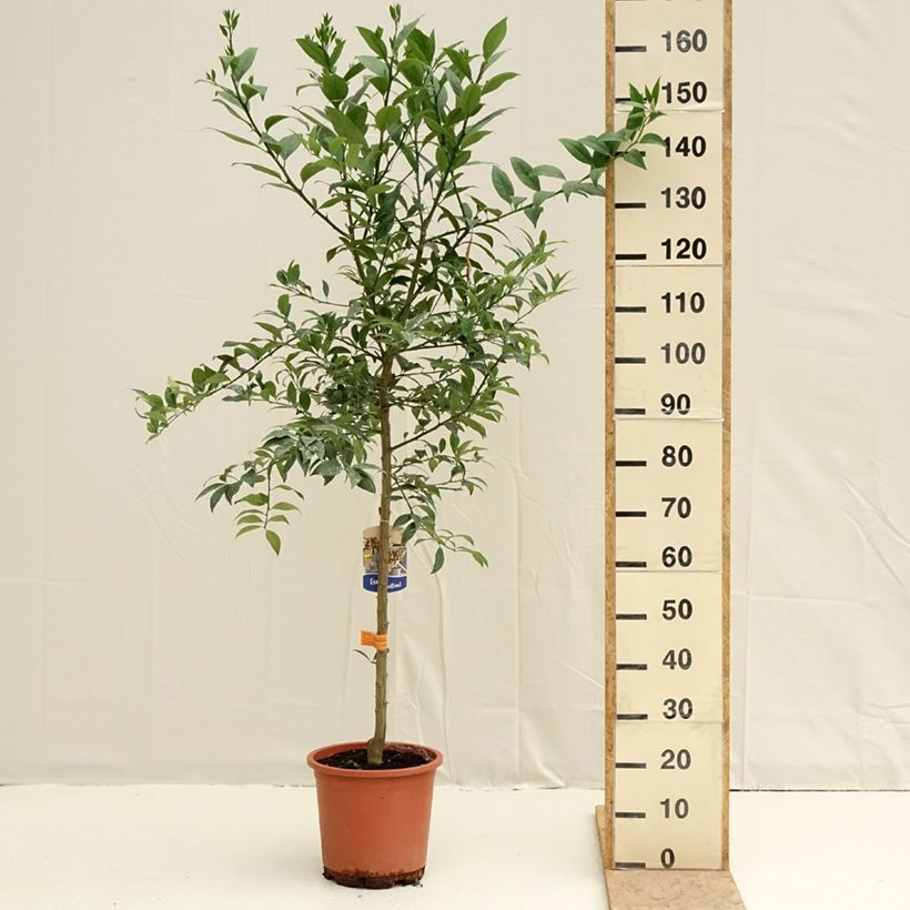 Spécimen de Limequat - Citrus x floridana Pot de 7,5L/10L, Demi-Tige tel que livré au printemps
