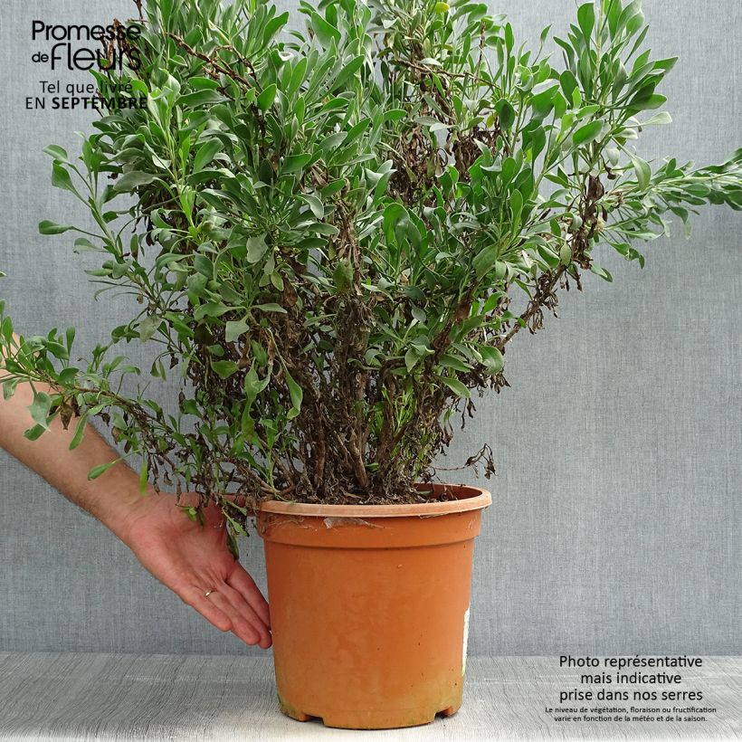 Spécimen de Limoniastrum monopetalum - Grand statice, Lavande de mer Pot de 7,5L/10L tel que livré en automne