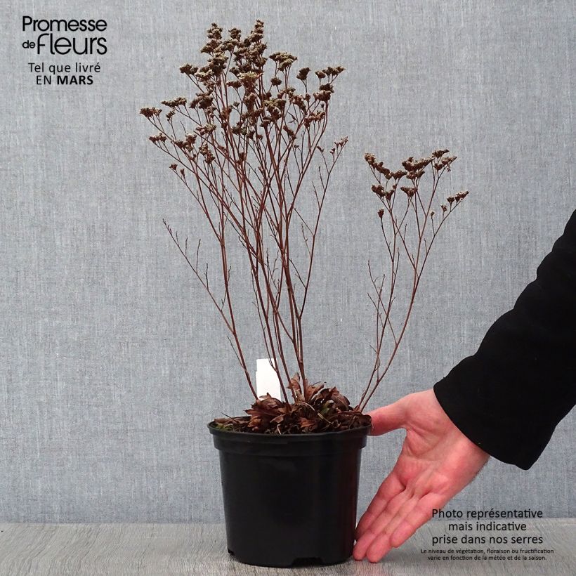 Spécimen de limonium Dazzle Rocks - Statice vivace  Pot de 2L/3L tel que livré en hiver