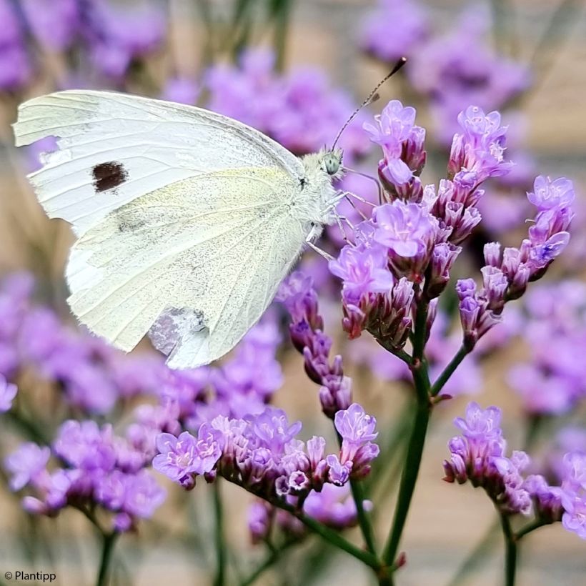 limonium Dazzle Rocks - Statice vivace  (Floraison)