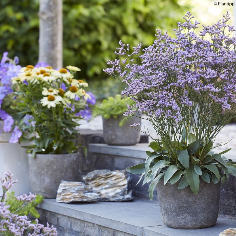 limonium Dazzle Rocks - Statice vivace  (Port)