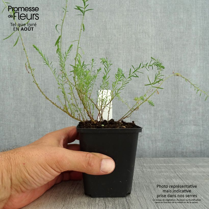 Spécimen de limonium Dazzle Rocks - Statice vivace  Godet de 8/9 cm tel que livré en été