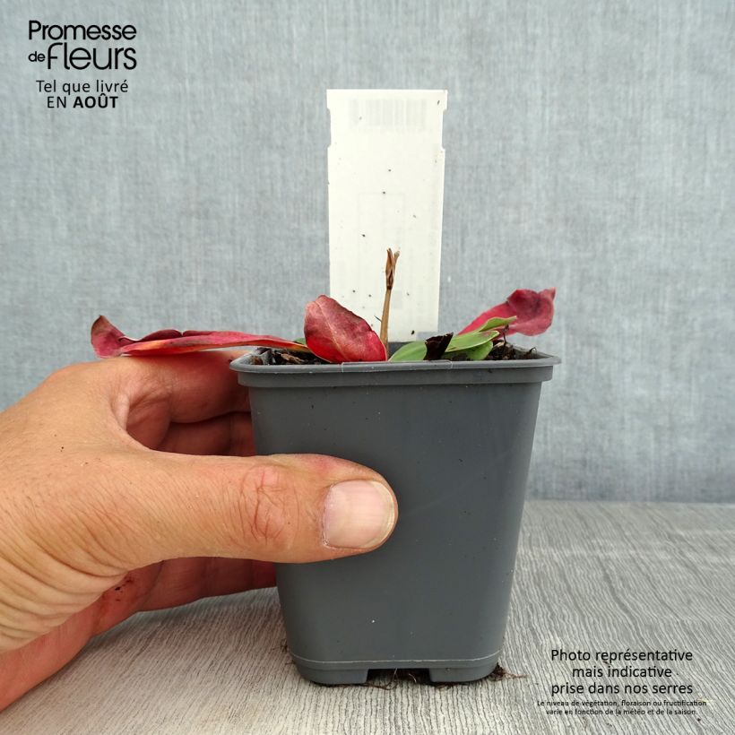 Spécimen de Limonium gmelinii ssp hungaricum Godet de 8/9 cm tel que livré en été