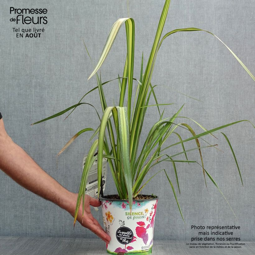 Spécimen de Lin de Nouvelle-Zélande - Phormium Apricot Queen Pot de 3L/4L tel que livré en été
