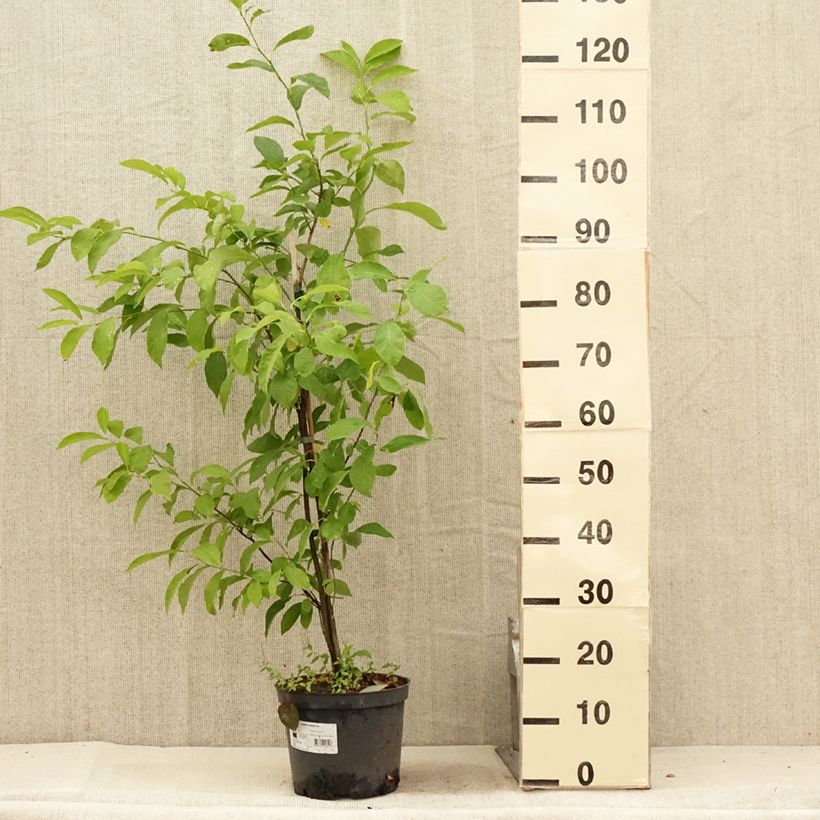 Spécimen de Lindera benzoin - Laurier benzoin Pot de 4L/5L tel que livré en été