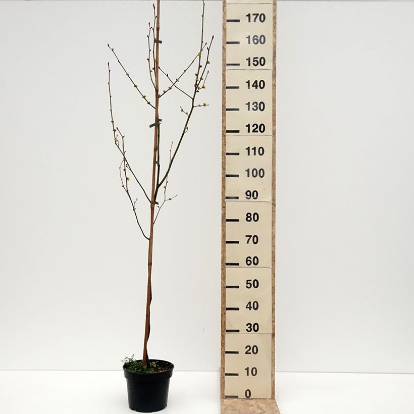Spécimen de Lindera obtusiloba Pot de 4L/5L tel que livré en hiver