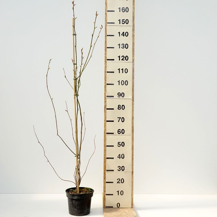 Spécimen de Lindera obtusiloba - Pot de 4L/5L tel que livré au printemps