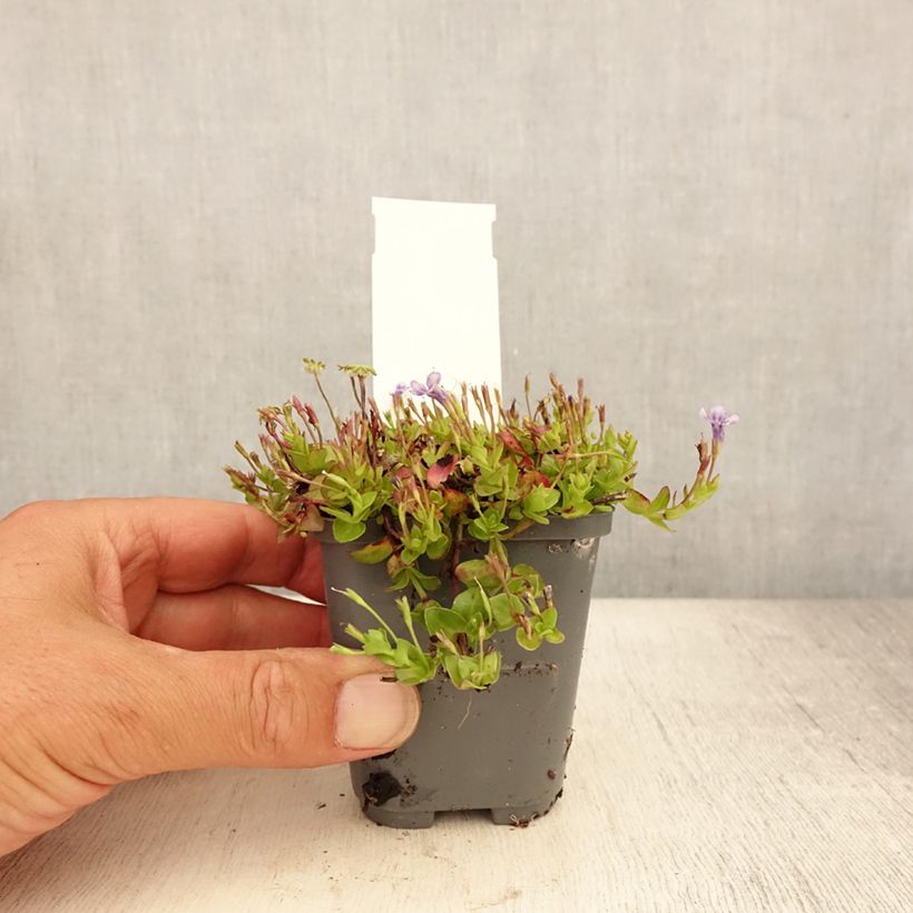 Spécimen de Lindernia grandiflora - Lindernie à grandes fleurs Godet de 8/9 cm tel que livré en été