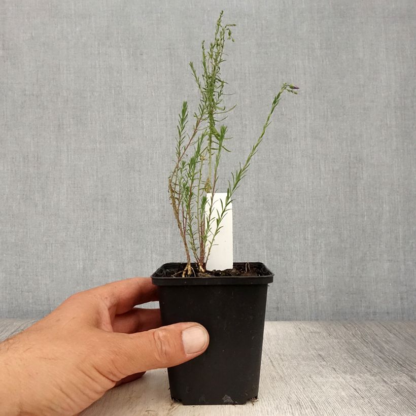 Spécimen de Linum perenne Saphir - Lin vivace Godet de 8/9 cm tel que livré en été