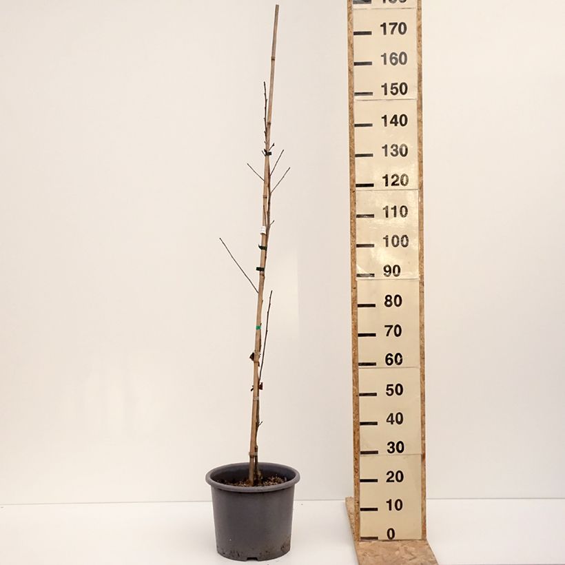 Spécimen de Liquidambar formosana - Copalme de Chine Pot de 12L/15L tel que livré en hiver