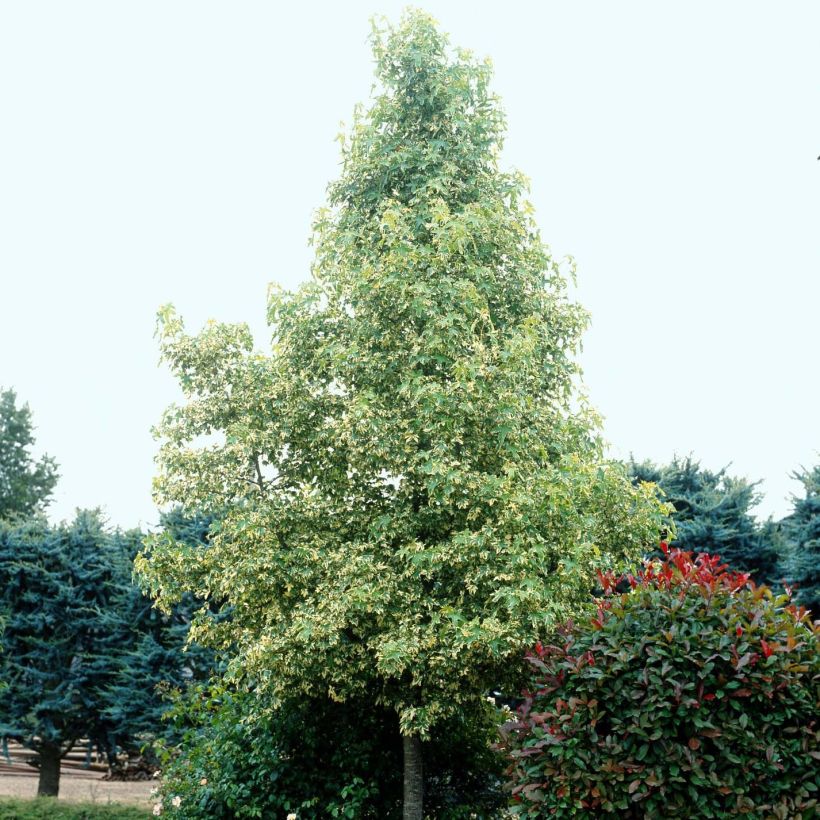 Liquidambar styraciflua Albomarginata Manon - Copalme d'Amérique (Port)