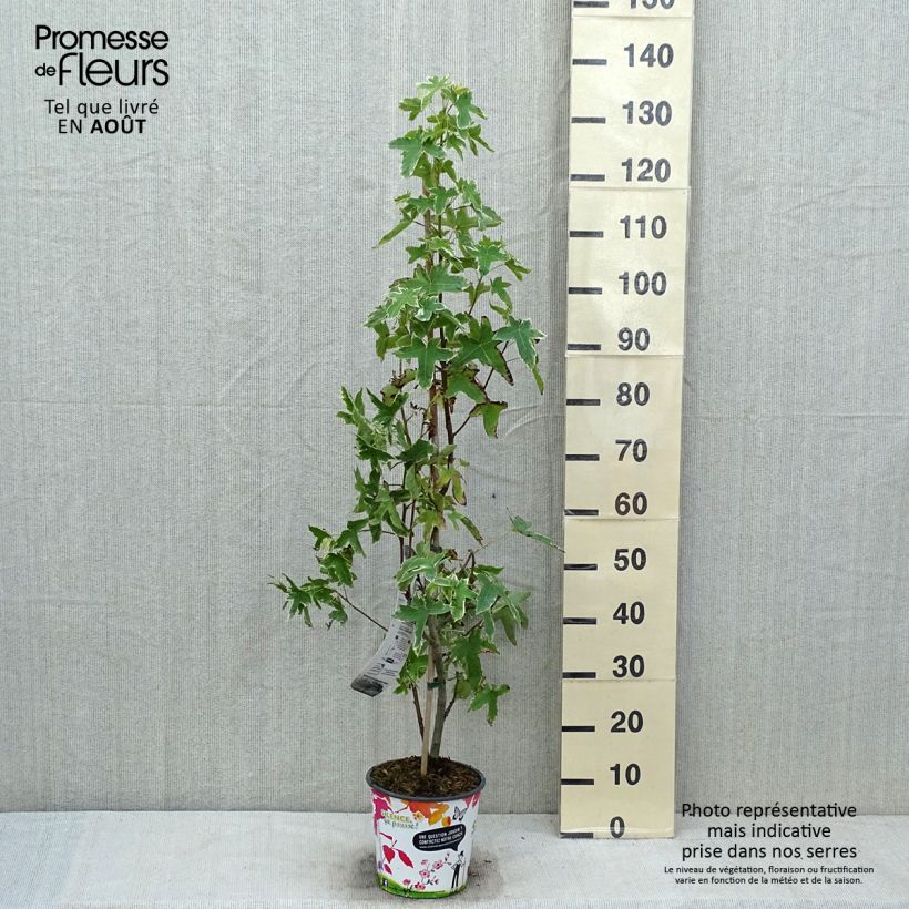 Spécimen de Liquidambar styraciflua Albomarginata Manon - Copalme d'Amérique Pot de 4L/5L tel que livré en été