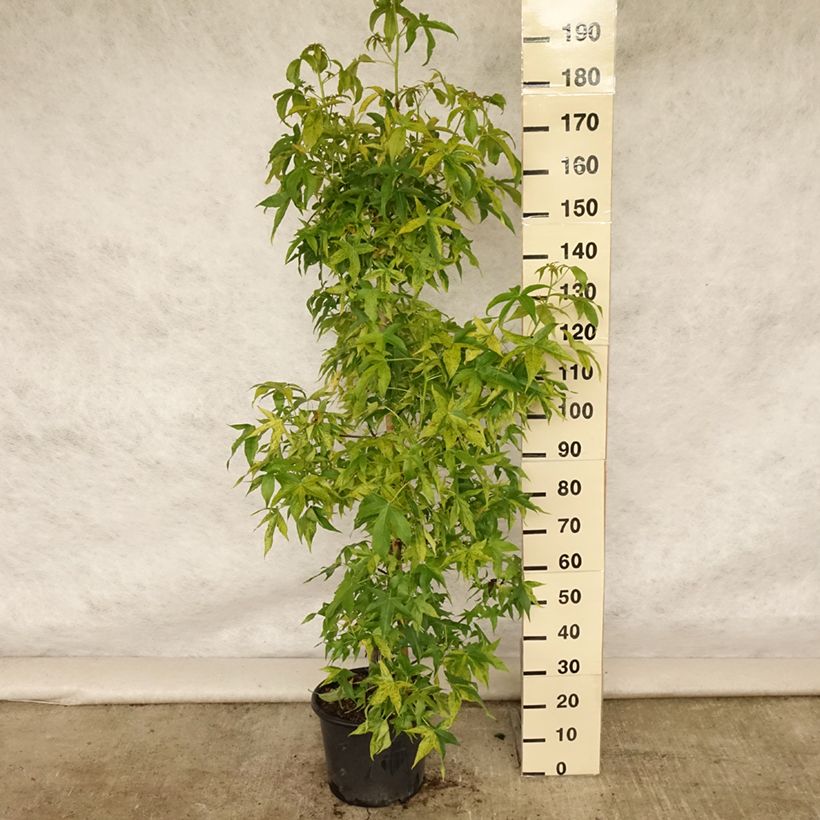 Spécimen de Liquidambar styraciflua Aurea - Copalme d'Amérique Pot de 12L/15L, Baliveau tel que livré en été