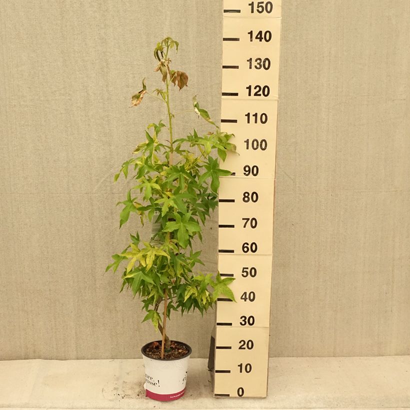 Spécimen de Liquidambar styraciflua Aurea - Copalme d'Amérique Pot de 4L/5L tel que livré en été