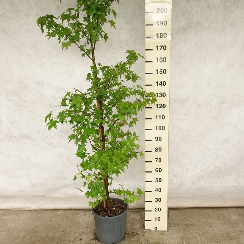 Spécimen de Liquidambar styraciflua Pot de 7,5L/10L tel que livré en été
