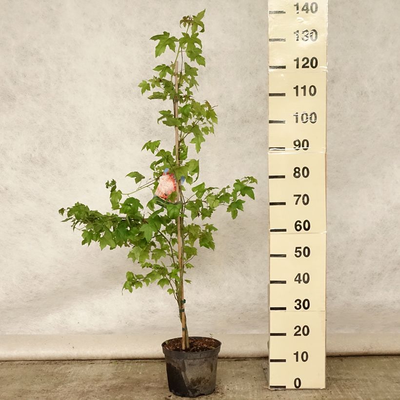 Spécimen de Liquidambar styraciflua Pot de 3L/4L tel que livré en été