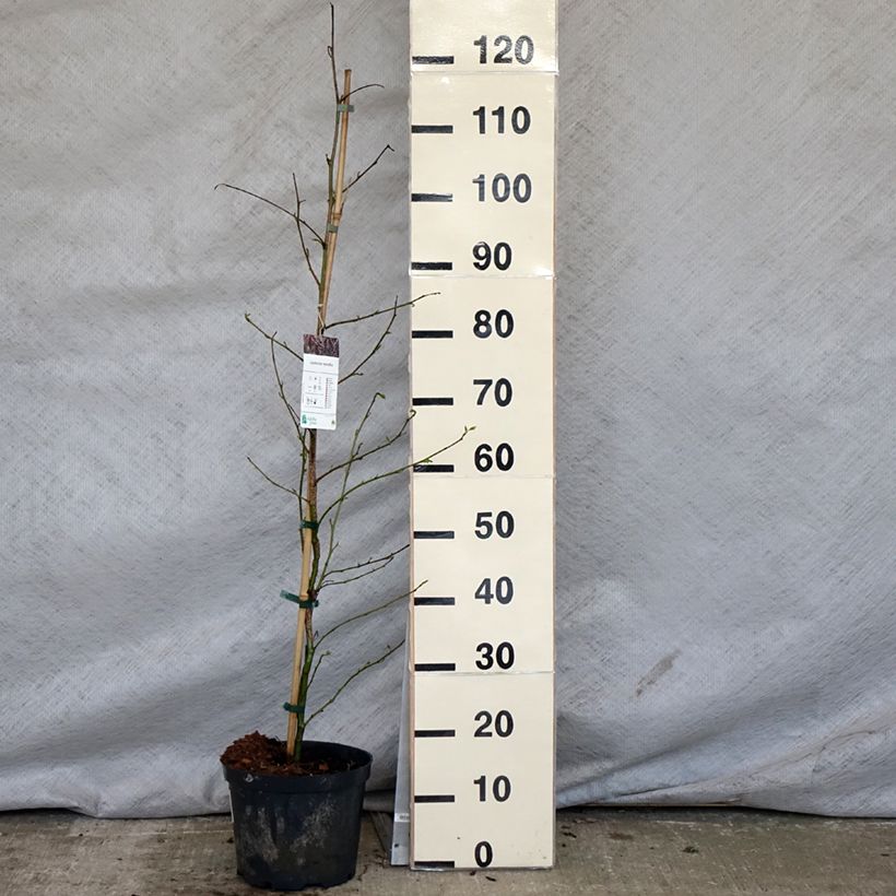 Spécimen de Liquidambar styraciflua en pot de 3L/4L tel que livré au printemps