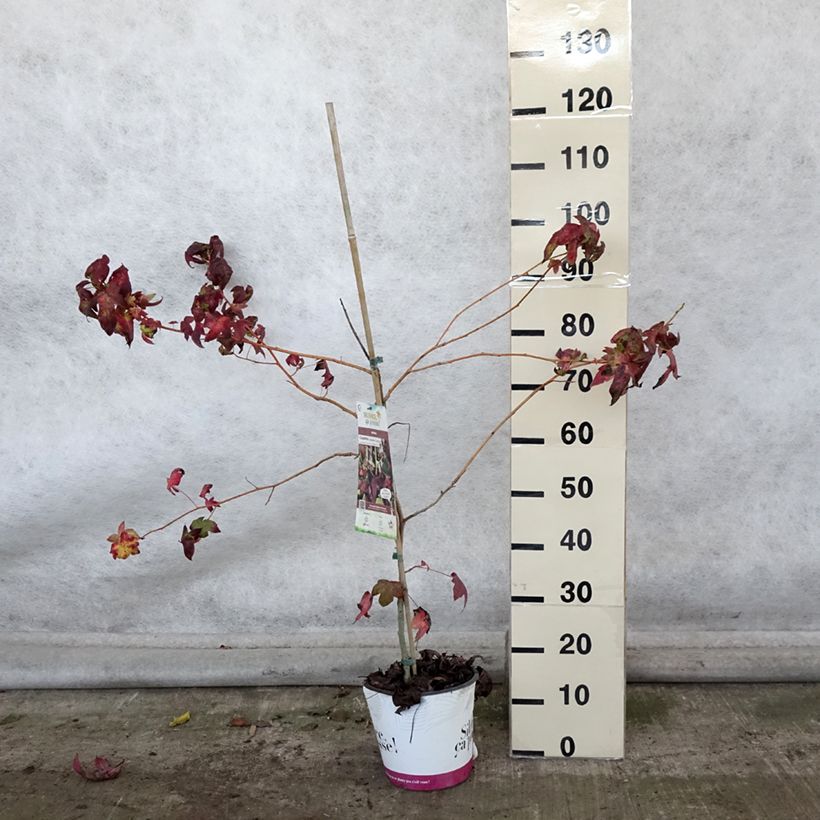 Spécimen de Liquidambar styraciflua Golden Sun - Copalme d'Amérique  Pot de 4L/5L tel que livré en automne