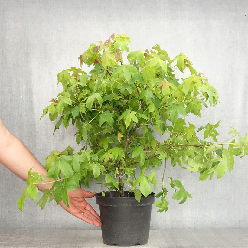 Spécimen de Liquidambar styraciflua Gum Ball - Copalme d'Amérique Pot de 4L/5L tel que livré en été