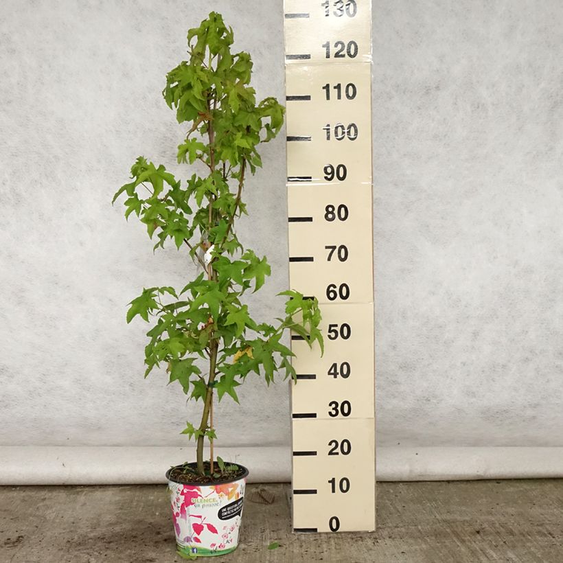 Spécimen de Liquidambar styraciflua Lane Roberts - Copalme d'Amérique Pot de 2L/3L tel que livré en été