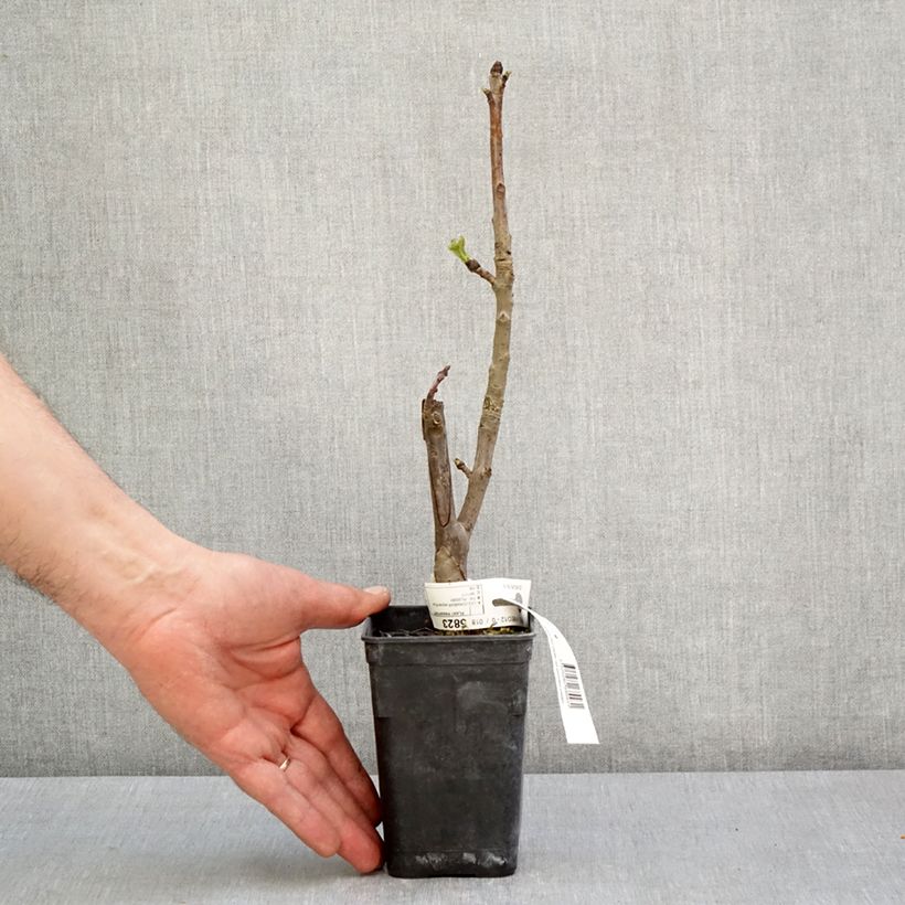 Spécimen de Liquidambar styraciflua Oakville Highlight - Copalme d'Amérique - Pot de 1L/1,5L tel que livré au printemps