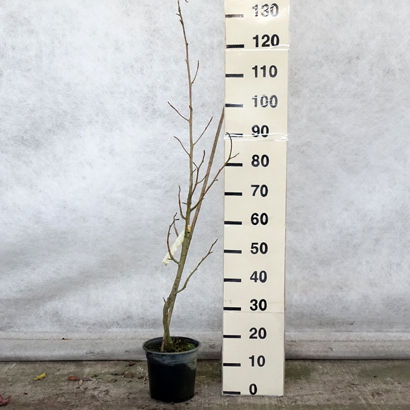 Spécimen de Liquidambar styraciflua Rotundiloba - Copalme d'Amérique Pot de 4L/5L tel que livré en automne