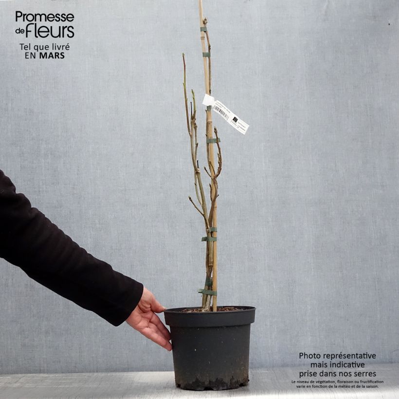 Spécimen de Liquidambar styraciflua Slender Silhouette - Copalme d'Amérique en pot de 4/5L tel que livré au printemps