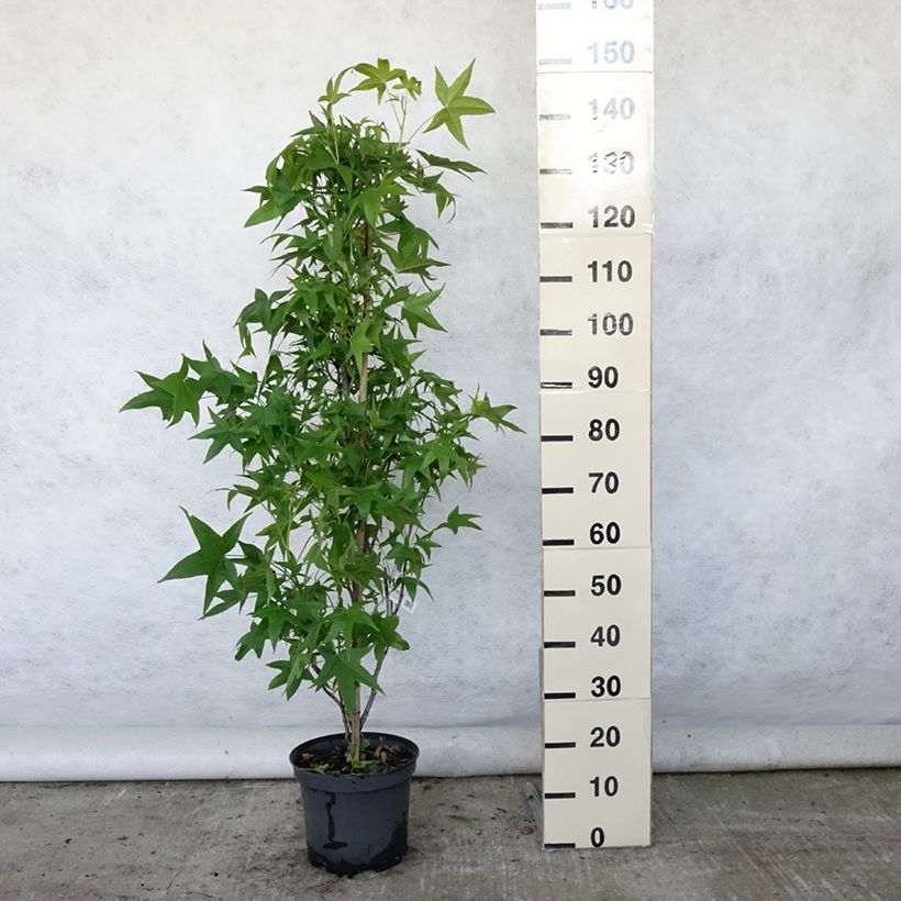 Spécimen de Liquidambar styraciflua Slender Silhouette - Copalme d'Amérique Pot de 7,5L/10L tel que livré en été