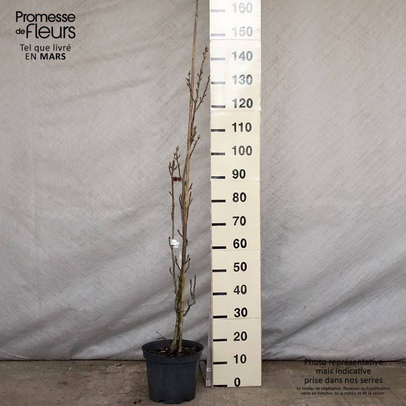 Spécimen de Liquidambar styraciflua Slender Silhouette - Copalme d'Amérique en pot de 7.5L/10L tel que livré au printemps