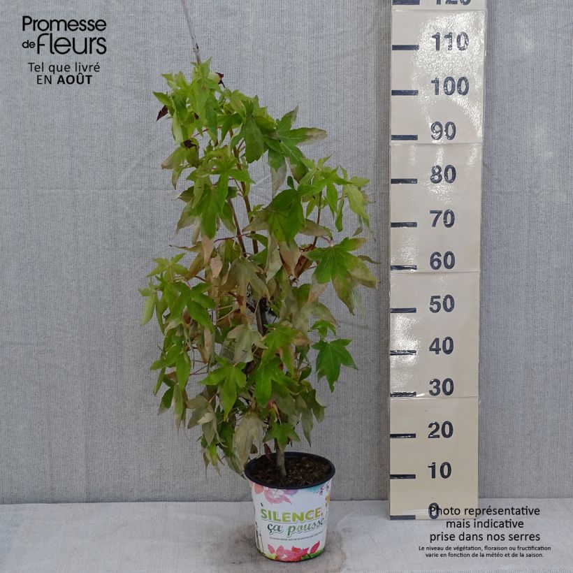 Spécimen de Liquidambar styraciflua Thea - Copalme d'Amérique Pot de 4L/5L tel que livré en été