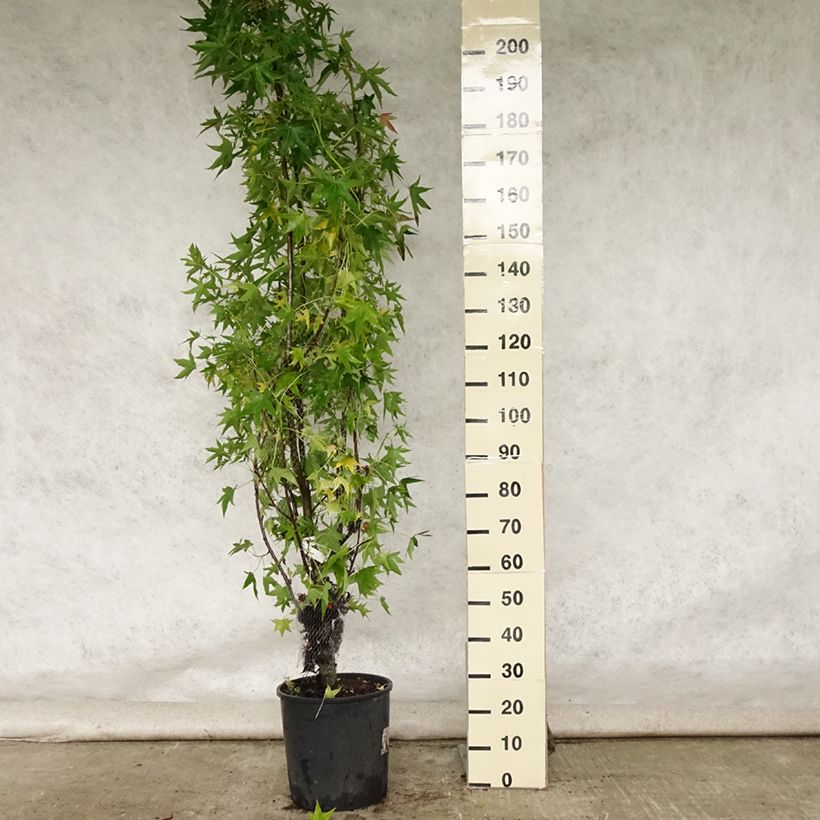 Spécimen de Liquidambar styraciflua Worplesdon Pot de 7,5L/10L tel que livré en été
