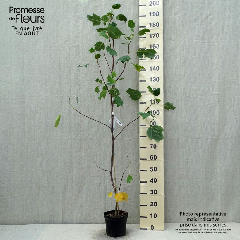 Spécimen de Liriodendron tulipifera Aureomarginatum - Tulipier de Virginie  Pot de 3L/4L tel que livré en été