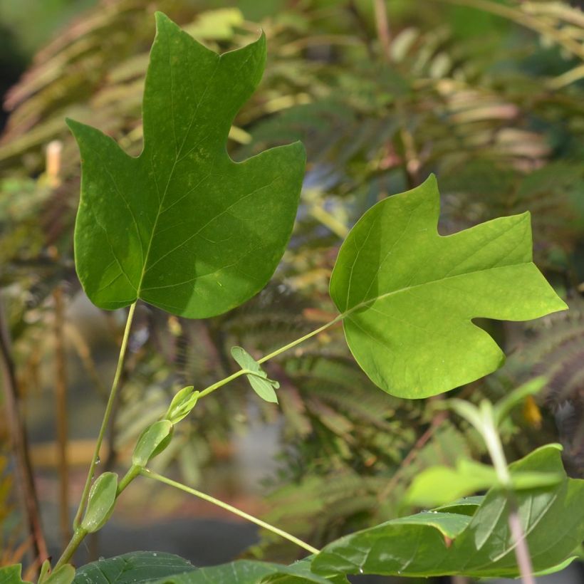 Liriodendron tulipifera - Tulipier de Virginie (Feuillage)