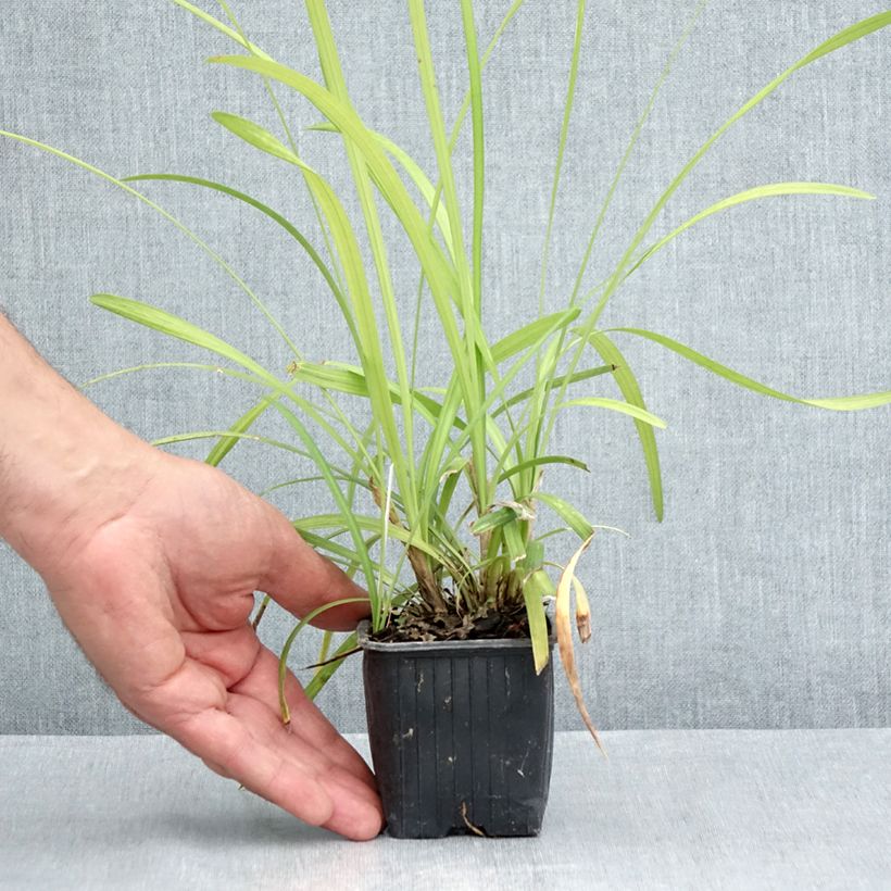 Spécimen de Liriope graminifolia var. densiflora Godet de 8/9 cm tel que livré en été