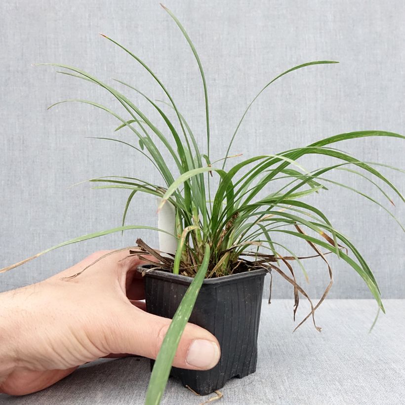 Spécimen de Liriope graminifolia var. densiflora - Godet de 8/9 cm tel que livré au printemps