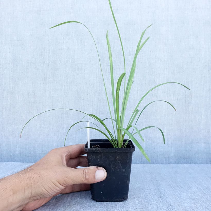 Spécimen de Liriope muscari Big Blue Godet de 8/9 cm tel que livré en été
